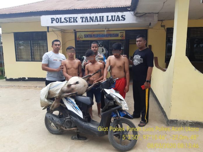Jatuh ke Parit, Tiga Pencuri Kambing di Aceh Utara Dibekuk Polisi