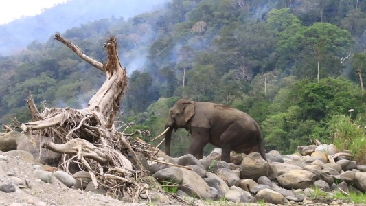 Anggota TNI Tewas Terinjak Gajah Liar, Gading Menancap di Leher