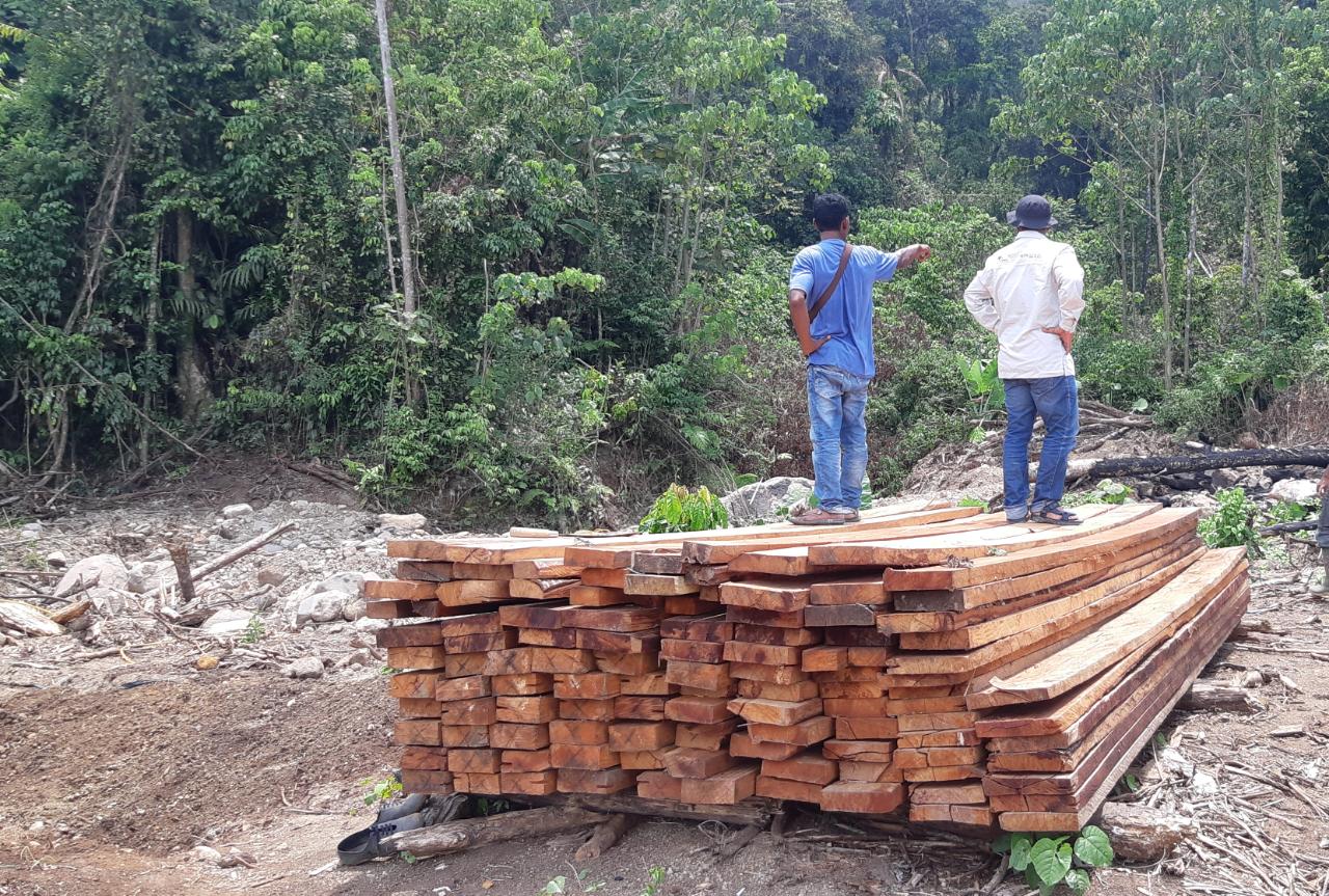 Ilegal Logging Marak Di Kawasan Hutan Pante Peusangan,Juli
