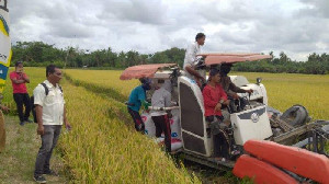 Menjamin Stok Pangan Aman, Petani Dilarang Jual Padi ke Luar Daerah