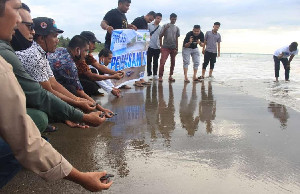 Puluhan Penyu Dilepas di Laut Peudada