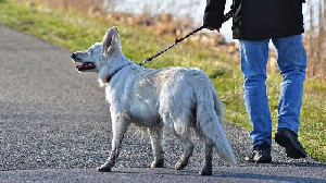 Sejumlah Anjing Dilatih Mendeteksi Virus Corona