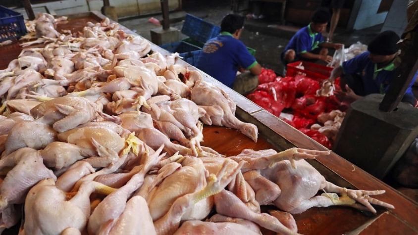 Harga Ayam Broiler Naik Drastis di Kota Banda Aceh Seusai Hari Raya Idul Fitri