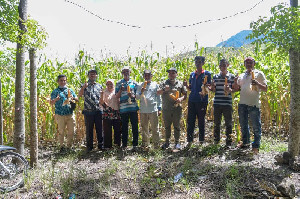 Petani Jagung Gampong Teuladan, Jatuh Bangun dan Bangkit Berkat Bantuan Pemerintah