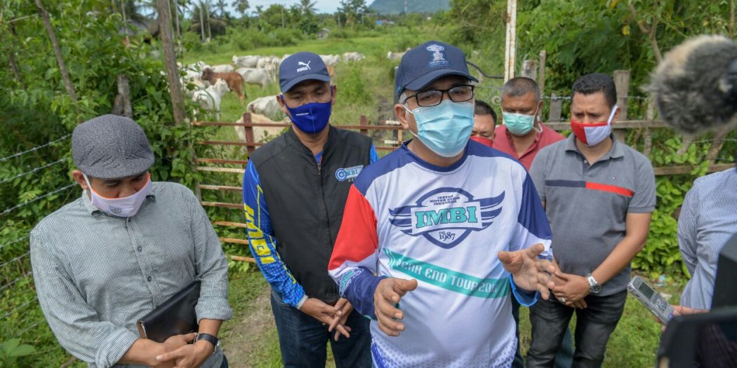 Plt Gubernur Aceh Lepaskan Sapi Karantina ke Padang Penggembalaan