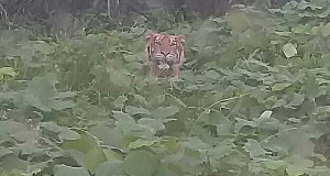 Harimau Masuk ke Pemukiman, Warga di Tenggulun Takut Pergi ke Ladang
