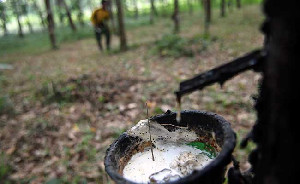 Petani di Aceh Tamiang Keluhkan Harga Karet Menurun