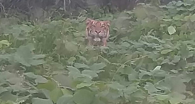 Harimau Masuk ke Pemukiman, Warga di Tenggulun Takut Pergi ke Ladang