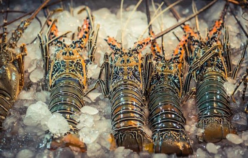 Imbas Virus Corona, Harga Lobster di Simeulue Turun Drastis