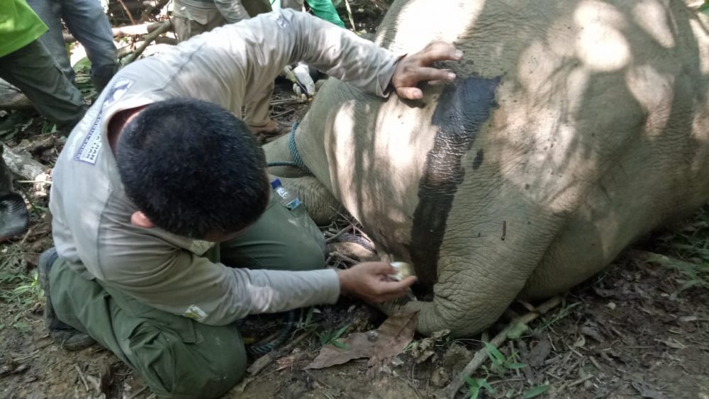 Terjerat Tali, Anak Gajah Sumatera Ini Berhasil Diselamatkan