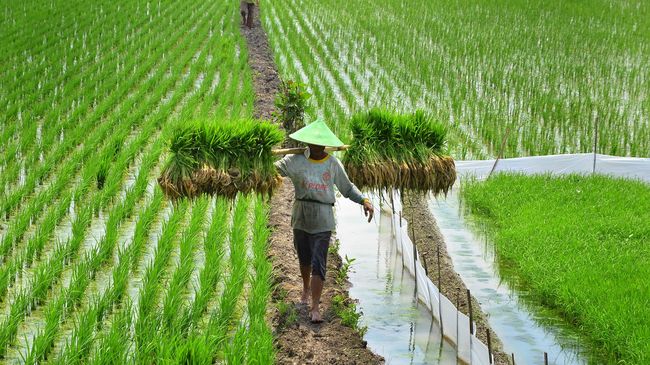 Peneliti: Asuransi Pertanian Penting di Daerah Rawan Bencana