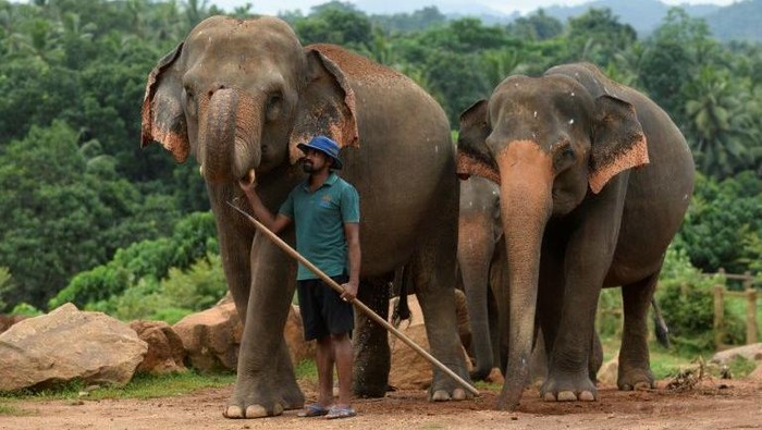 Demi Lindungi Gajah dan Rusa Liar, Sri Lanka Larang Impor Plastik