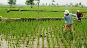 Mentan: Petani Aceh Tenggara Lahan Terendam Segera Klaim Asuransi