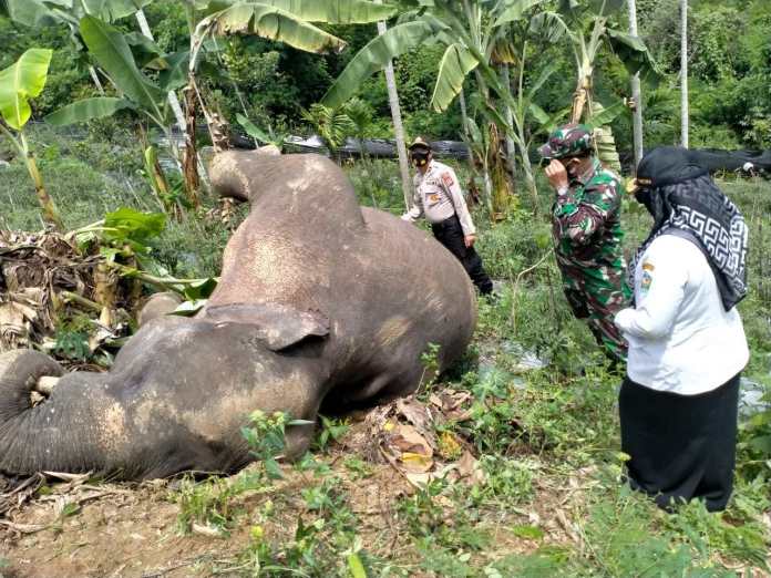 Seekor Gajah Mati Ditemukan di CRU Mila, Pidie