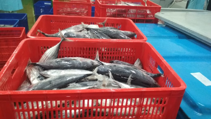 Pandemi, Ekspor Tuna Olahan Aceh ke Jepang dan Cina Menurun