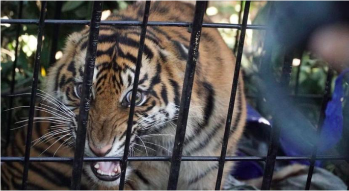 Pemkab Aceh Selatan Datangkan Pawang Atasi Gangguan Harimau