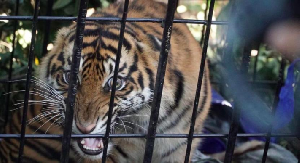 Pemkab Aceh Selatan Datangkan Pawang Atasi Gangguan Harimau