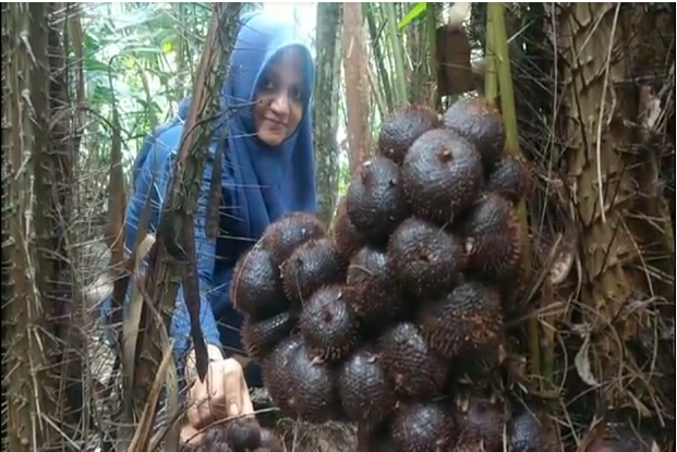 Tanam Pohon Salak di Halaman Rumah,  Warga 1 Desa di Aceh Bangun Ekonomi
