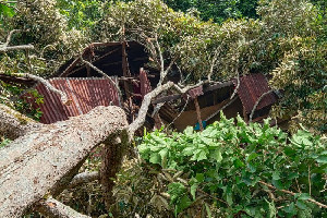Rumah Anak Yatim di Aceh Tamiang Rusak Berat Tertimpa Pohon Tumbang