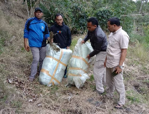 Warga Aceh Tengah Temukan 48 Kilogram Ganja Kering Di Kebun Kopi