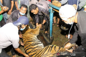 BKSDA Aceh Tangkap Harimau Sumatra Jenis Kelamin Jantan