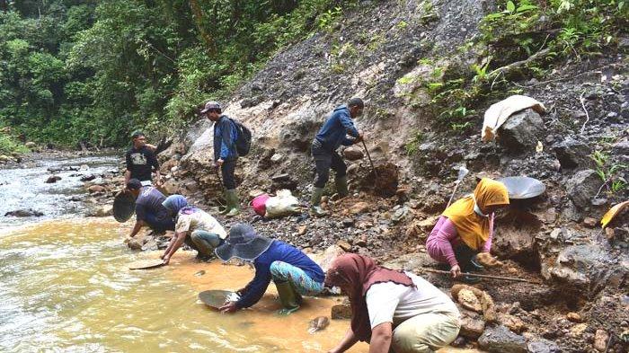 Ratusan Warga Berburu Emas di Pinggiran Sungai Lawe Alas