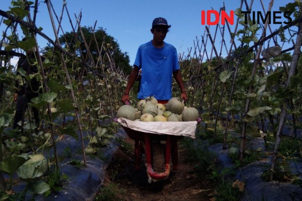 Masa Pandemi Corona, Seorang Kontraktor di Aceh Beralih Jadi  Pebisnis Melon