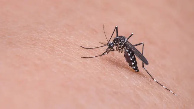 Apakah Virus Corona Baru Bisa Ditularkan Melalui Gigitan Nyamuk?