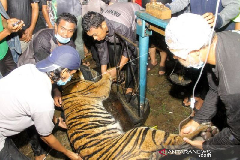 BKSDA Aceh Tangkap Harimau Sumatra Jenis Kelamin Jantan