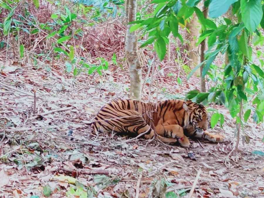 Dilepas Ke Habitat, Harimau Yang Terkenak Jerat