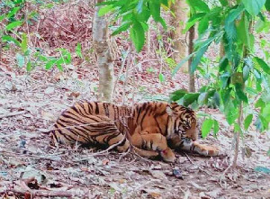 Harimau Terkena Jerat di Aceh Tenggara, Begini Kondisinya Kini