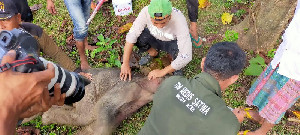 Bayi Gajah yang Terjebak di Kubangan Lumpur Masih dalam Perawatan