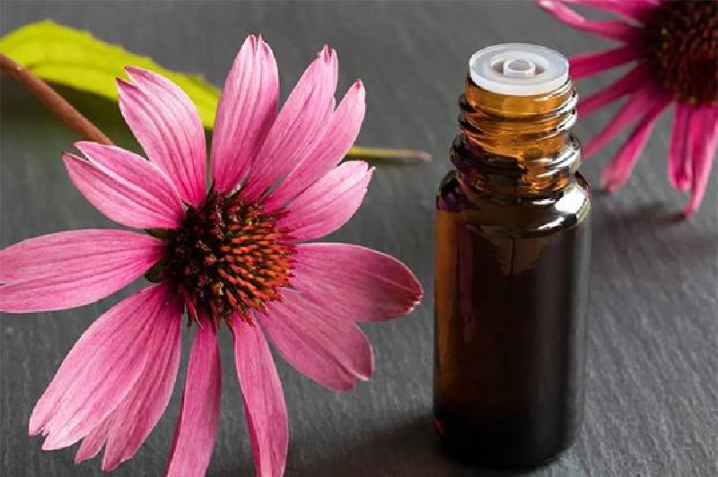 Herbal Echinacea Bagus untuk Terapi COVID-19