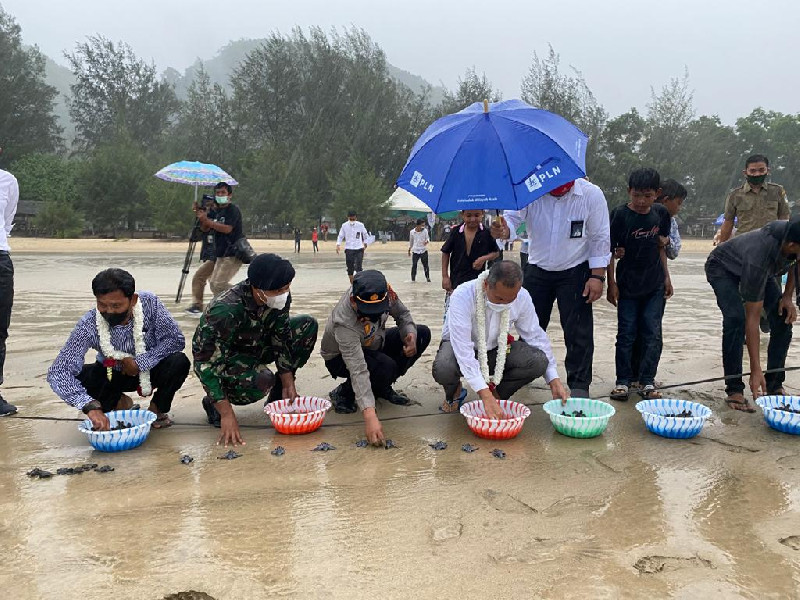 PLN UIW Aceh Lepas Ratusan Tukik ke Pantai Lhoknga