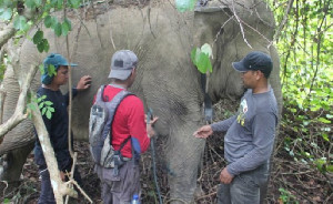 BKSDA Temukan Gajah Penuh Luka-Luka di Aceh Timur