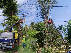 Gangguan Listrik PLN Aceh Disebabkan Dominasi Gangguan Pohon