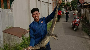 DPKP Banda Aceh Evakuasi Biawak di Rumah Warga