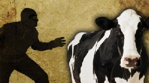 Larikan Diri Saat Diringkus, DPO Kasus Pencurian Lembu di Pidie Dilumpuhkan