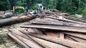 Illegal Logging, Akademisi Monalisa: Eco-Labelling Kayu Harus Segera Dilakukan di Aceh