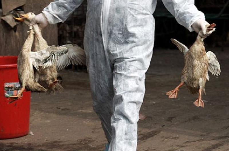 China Laporkan Kasus Pertama Flu Burung H10N3 pada Manusia