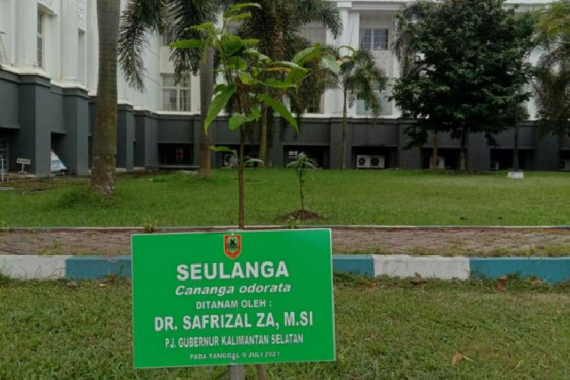 Edukasi Masyarakat, PJ Gubernur Kalsel Tanam Pohon Bunga Seulanga Dibanyak Tempat