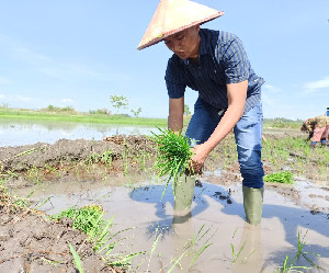 Telaah Ketahanan Pangan Indonesia, Yusri Kasim: Indonesia Negeri Agraris