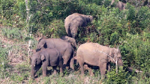 Diinjak Gajah Liar Warga Aceh Tewas Setelah Patah Tulang