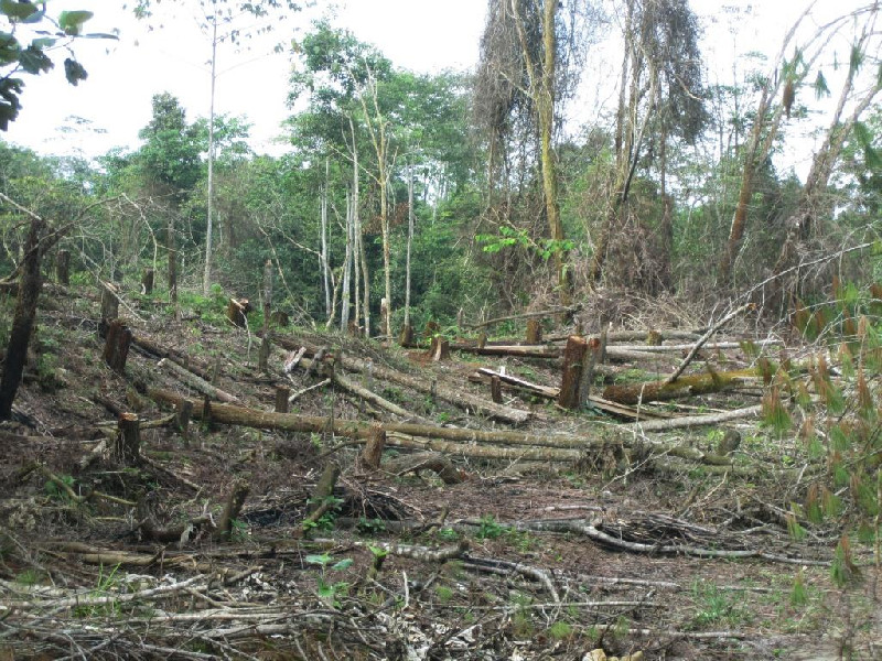 WALHI: Setiap Hari Hutan Aceh Terus Menyusut