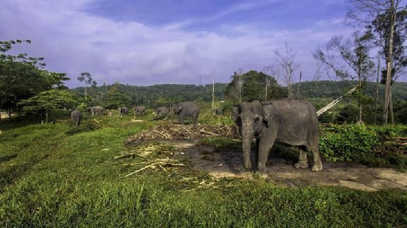 Populasi Gajah di Indonesia Semakin Sedikit, Karena Aktifitas Tambang
