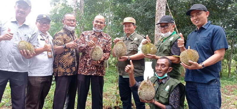 UPTD BPSB TPHP Aceh Uji Varietas Durian Lokal Aceh Tamiang