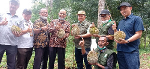 UPTD BPSB TPHP Aceh Uji Varietas Durian Lokal Aceh Tamiang