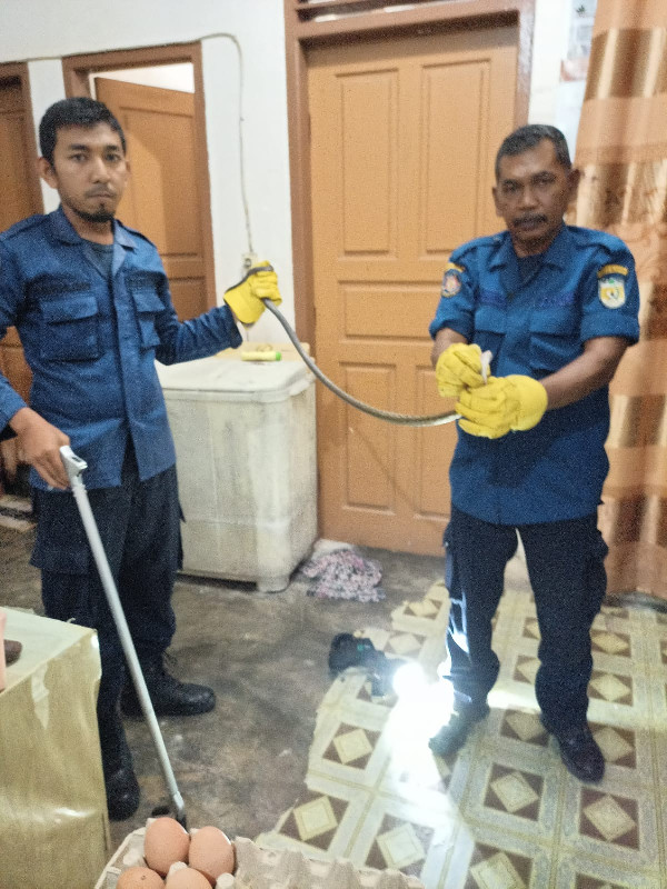 Satu Ular Berhasil Diamankan Tim Rescue Damkar Banda Aceh Dikawasan Emperoom