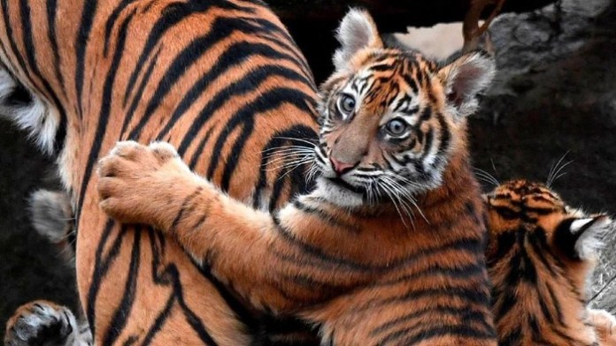 Induk dan Anak Harimau Ditemukan Mati di Aceh Selatan