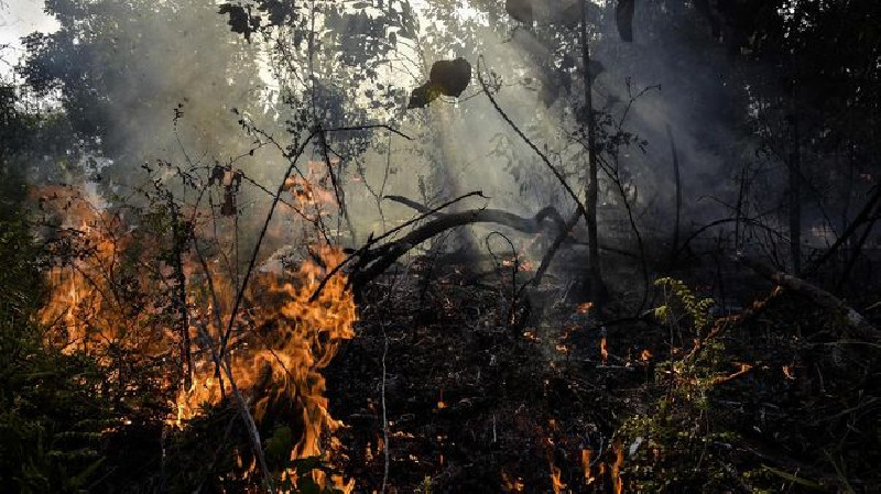 Karhutla Terjadi di Sumsel, Seluas 5 Hektar Terbakar